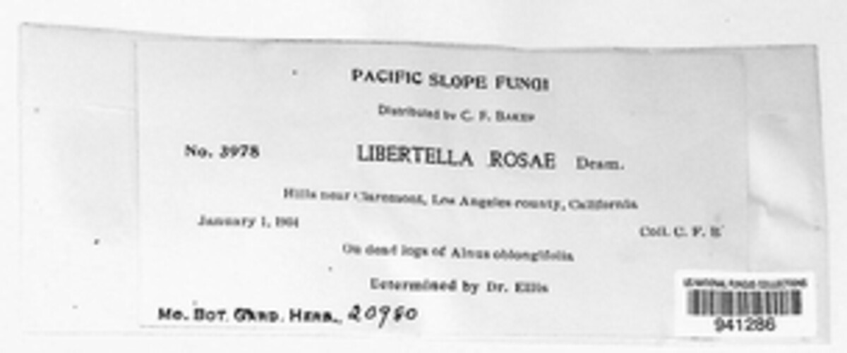Libertella rosae image